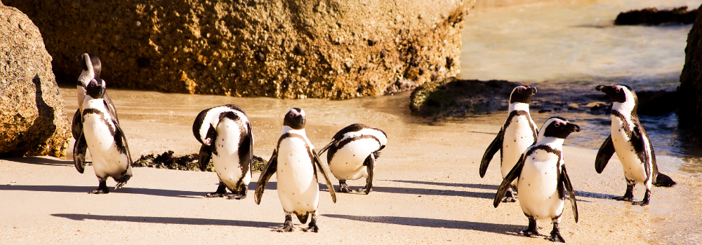 GoToLearn - EC Cape Town 3